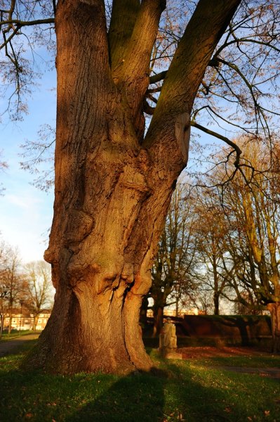 Tilia Tomentosa_1