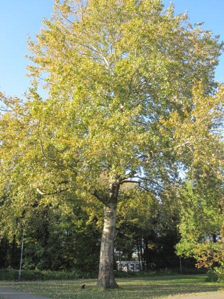 Populus Alba