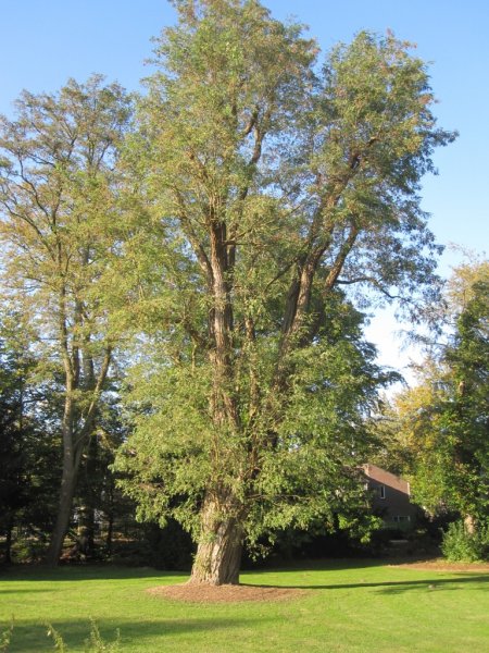 Robinia pseudoacacia