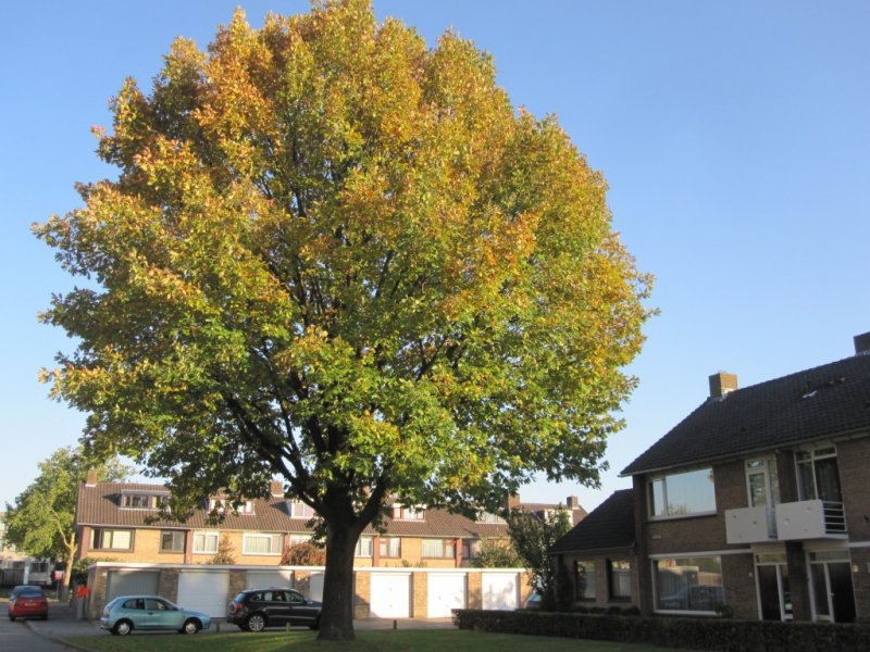 Quercus frainetto