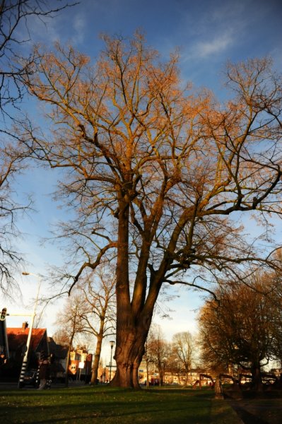 Tilia Tomentosa