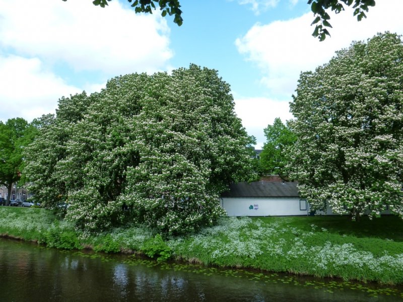 Aesculus hippocastanum Baumannii