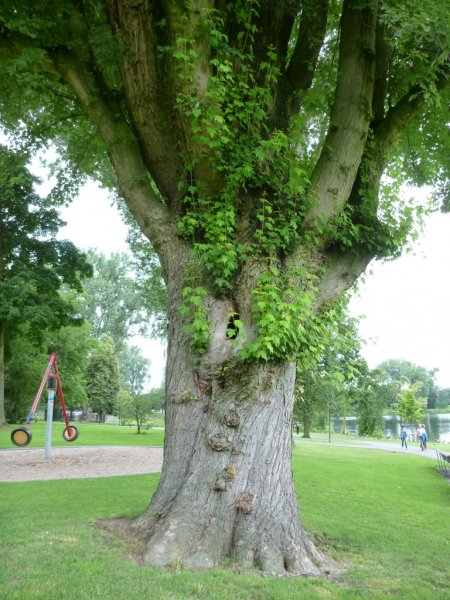 Acer Saccharinum_1