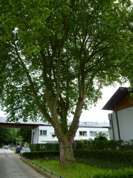 Platanus x Hispanica_2