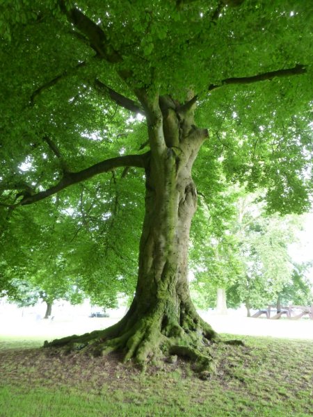 Fagus Sylvatica