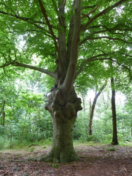 Fagus Sylvatica_1