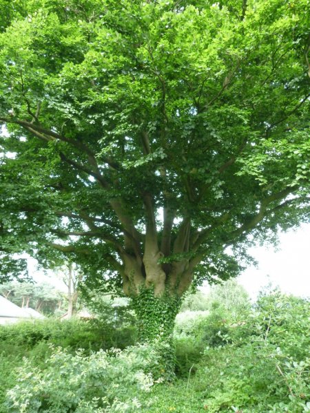 Fagus Sylvatica_2