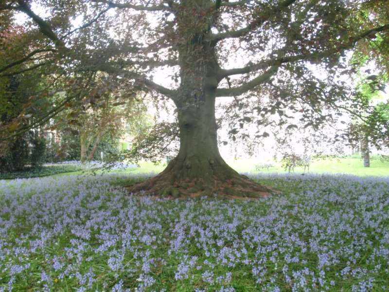 Fagus Sylvatica Atropunicea_1